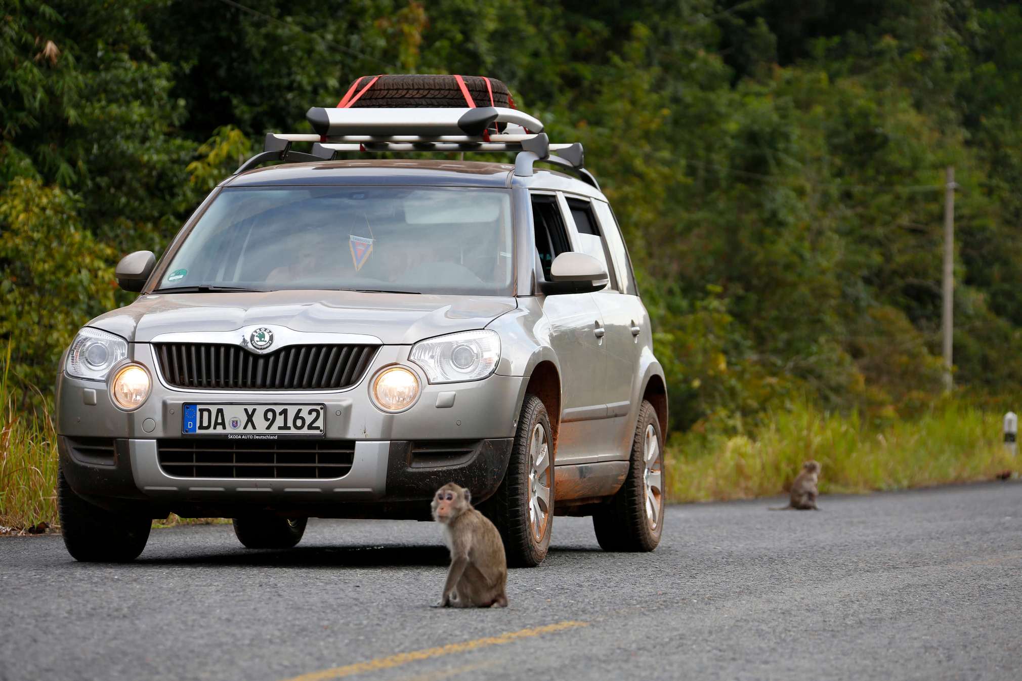 Monkey in front of the car
