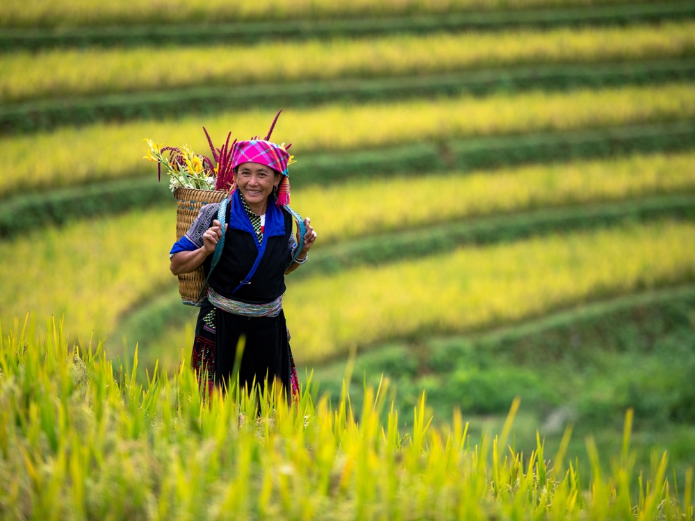 Man in ricefields Vietnam
