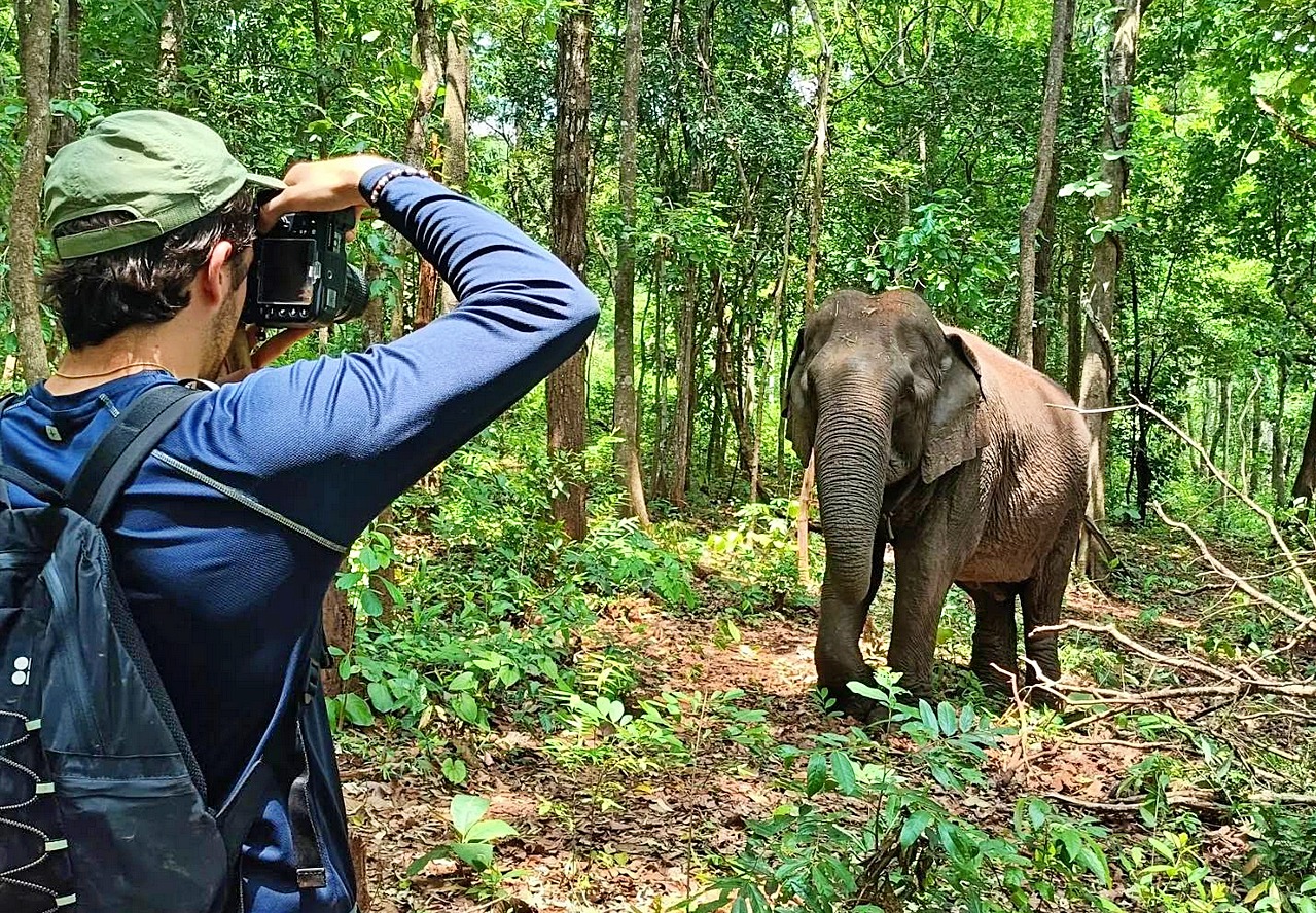 Elephants Mondulkiri